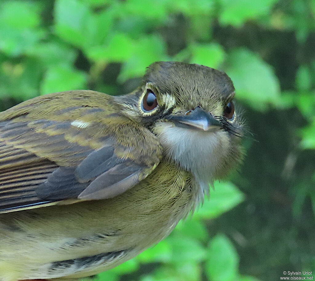 White-throated Spadebilladult