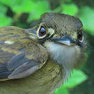 Platyrhynque à moustaches