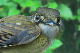 White-throated Spadebill