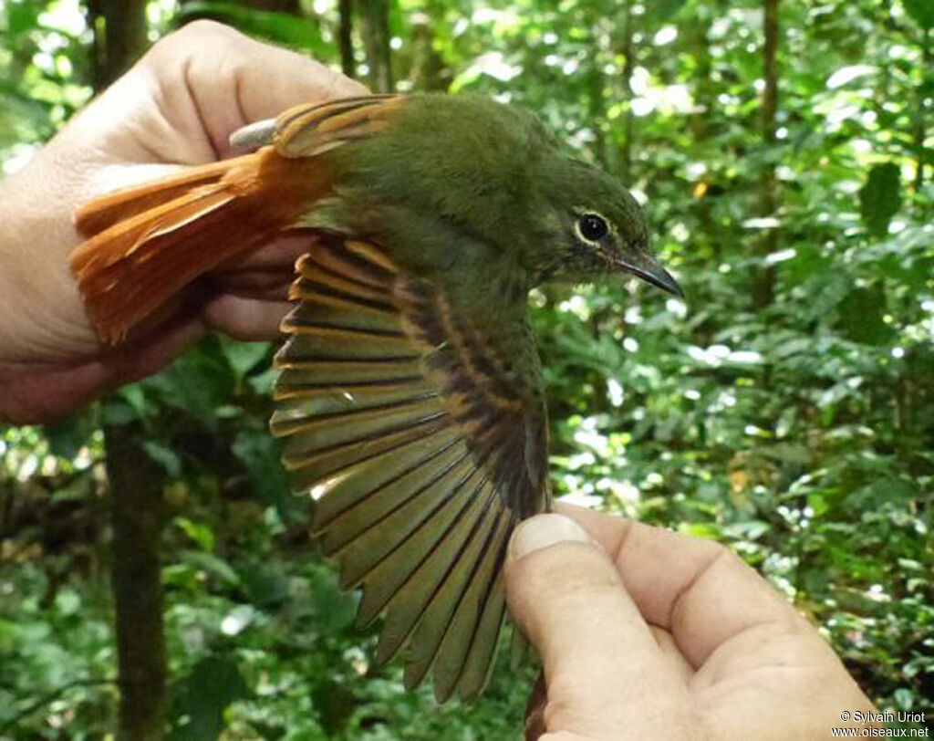 Rufous-tailed Flatbill