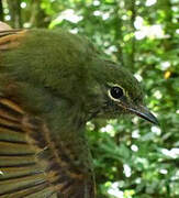 Rufous-tailed Flatbill