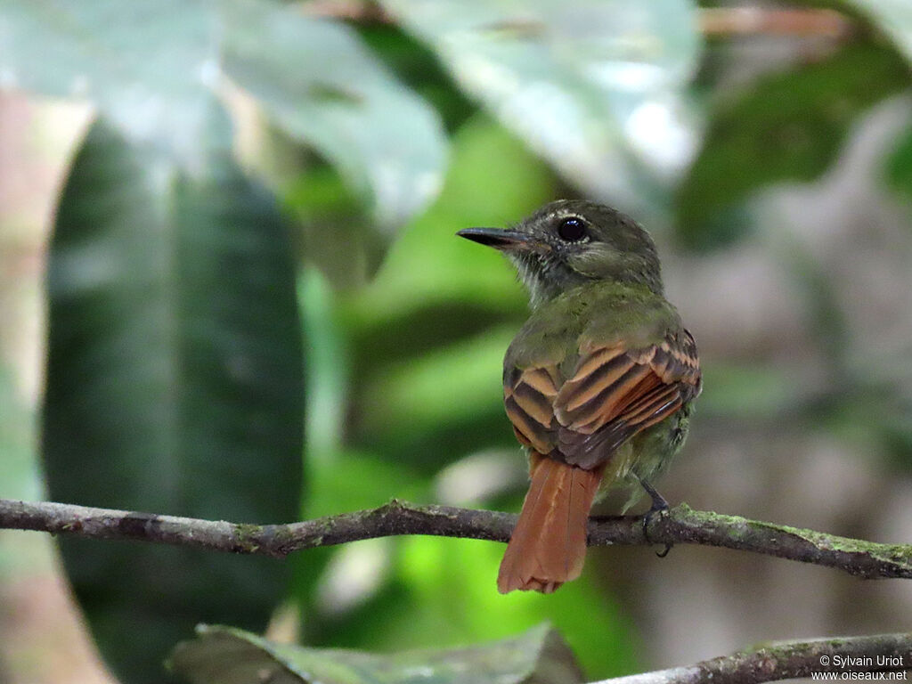 Rufous-tailed Flatbilladult