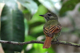 Rufous-tailed Flatbill