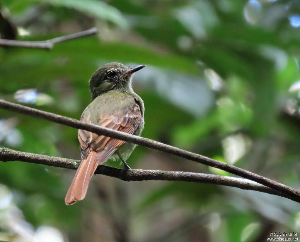 Rufous-tailed Flatbilladult