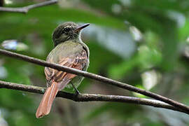 Rufous-tailed Flatbill