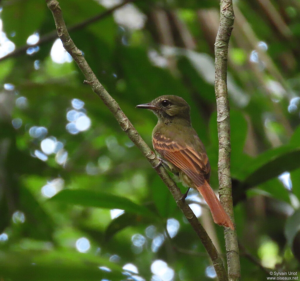 Rufous-tailed Flatbilladult