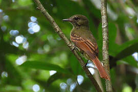 Rufous-tailed Flatbill