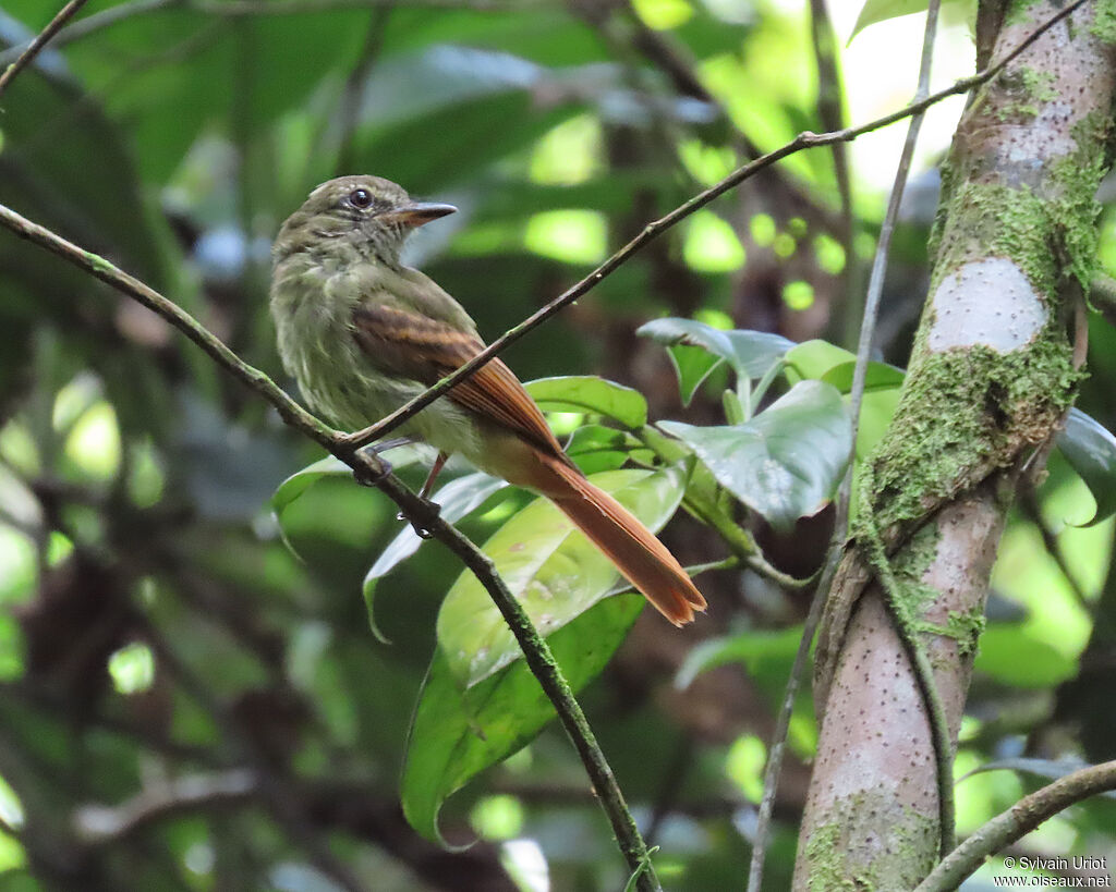 Platyrhynque à queue rousse - Tyran rougequeue<br />adulte
