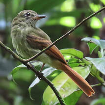 Platyrhynque à queue rousse