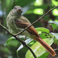 Platyrhynque à queue rousse