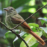 Platyrhynque à queue rousse