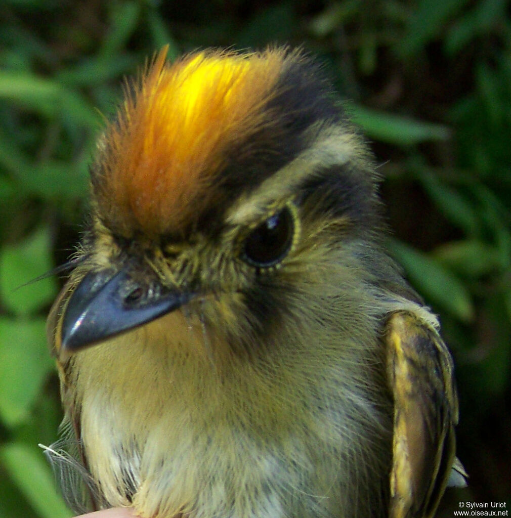 Platyrhynque à tête d'or mâle adulte