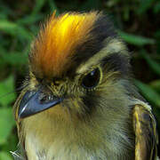 Golden-crowned Spadebill