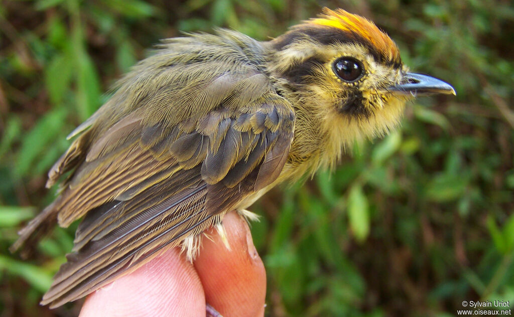 Golden-crowned Spadebill male adult