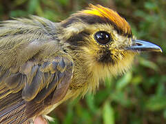 Golden-crowned Spadebill