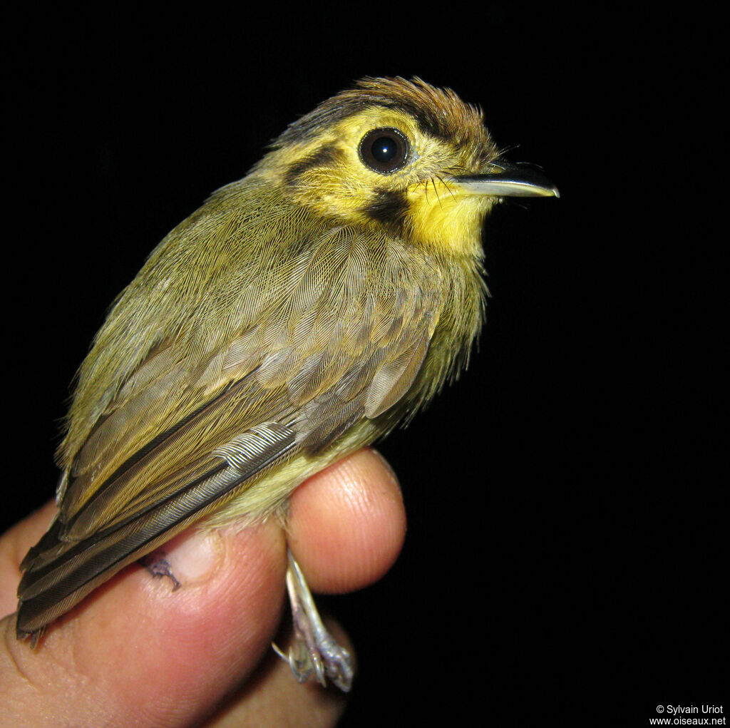 Platyrhynque à tête d'or femelle adulte