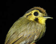 Golden-crowned Spadebill