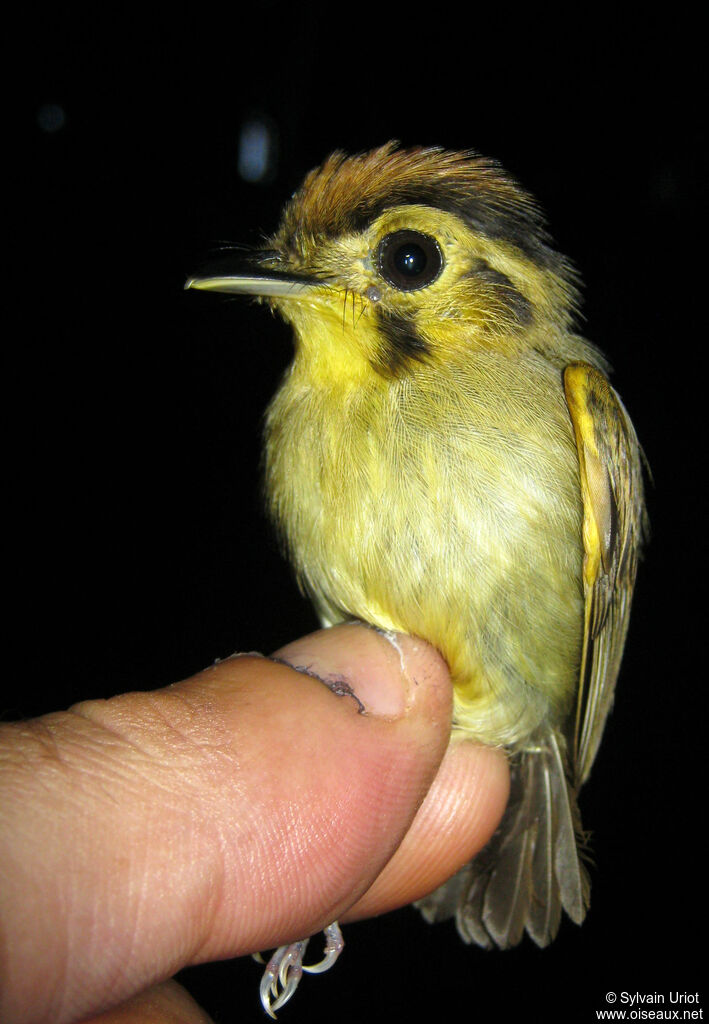 Platyrhynque à tête d'or femelle adulte