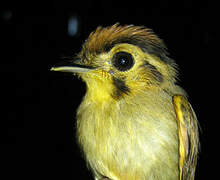 Golden-crowned Spadebill