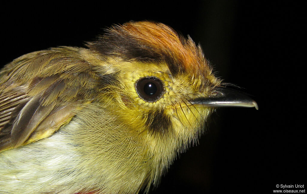 Platyrhynque à tête d'or femelle adulte