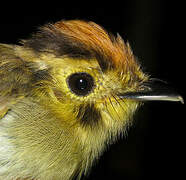 Golden-crowned Spadebill