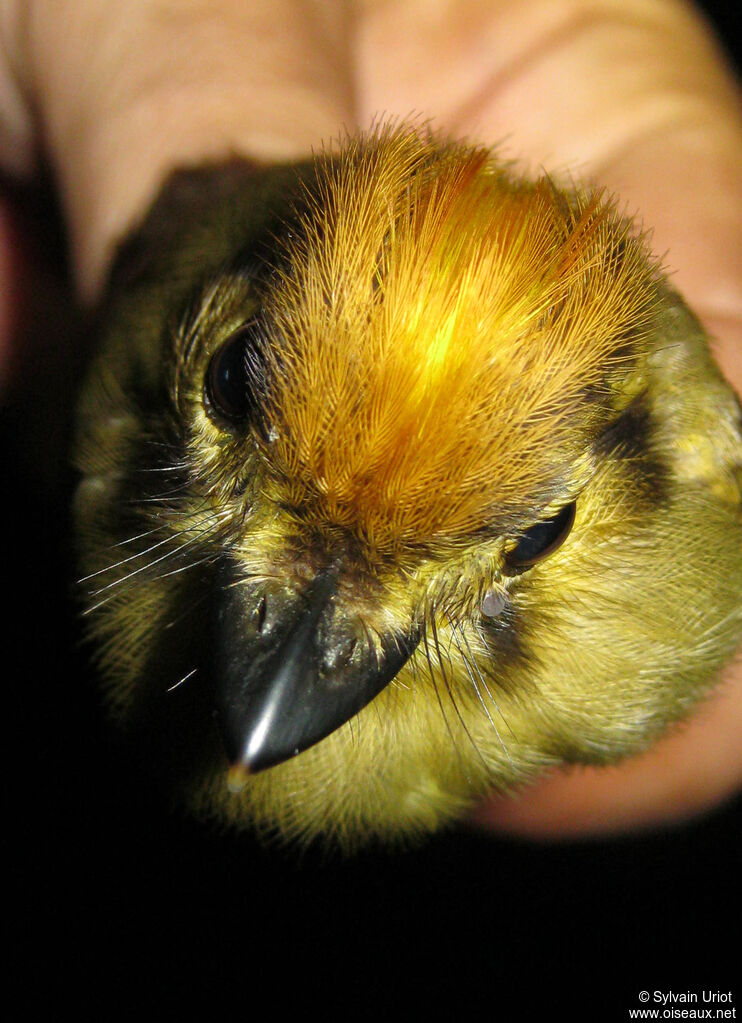 Golden-crowned Spadebill male adult