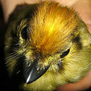 Golden-crowned Spadebill