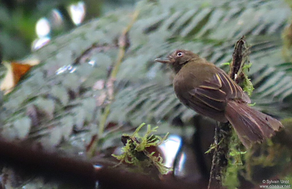 Brownish Twistwing