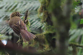 Brownish Twistwing