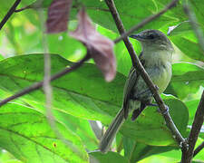 Yellow-olive Flatbill