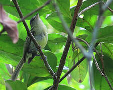 Yellow-olive Flatbill