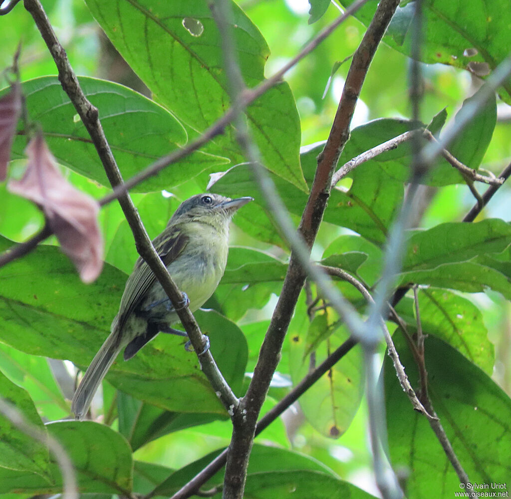 Yellow-olive Flatbilladult