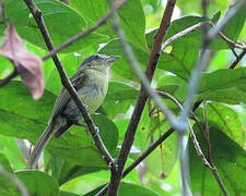 Yellow-olive Flatbill