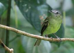 Yellow-olive Flatbill