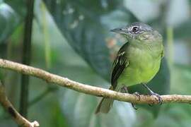 Yellow-olive Flatbill