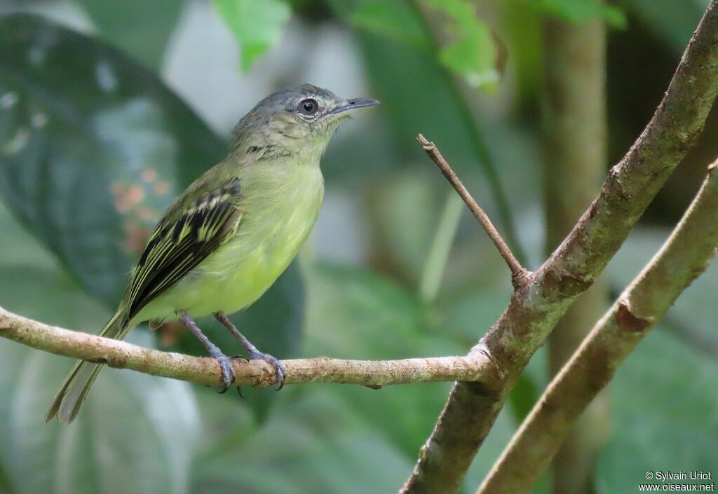 Platyrhynque jaune-oliveadulte