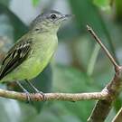 Platyrhynque jaune-olive