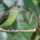Platyrhynque jaune-olive