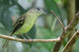 Yellow-olive Flatbill