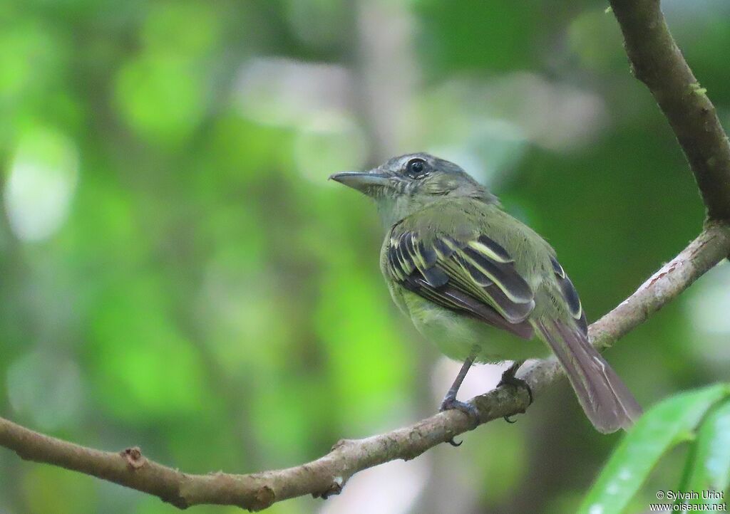 Platyrhynque jaune-oliveadulte