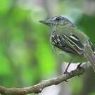 Platyrhynque jaune-olive