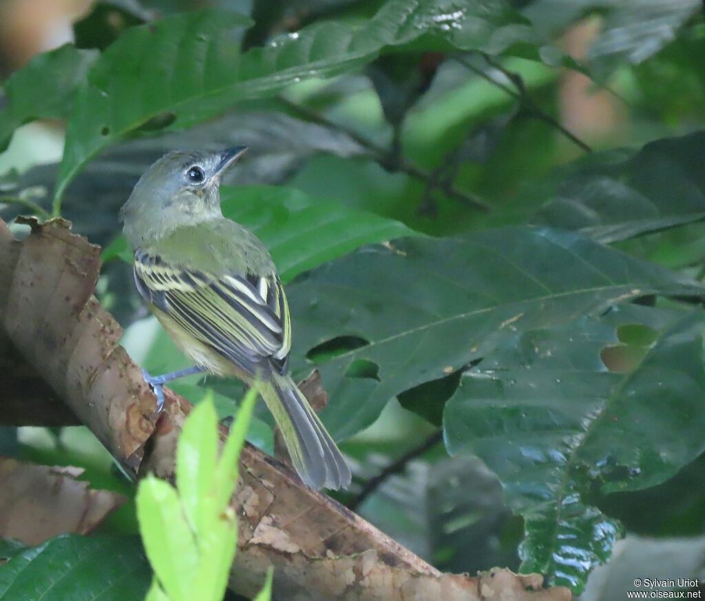 Yellow-olive Flatbilljuvenile