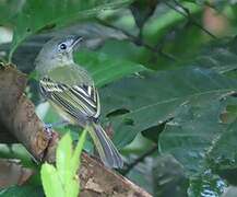 Yellow-olive Flatbill