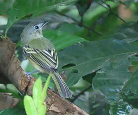 Platyrhynque jaune-olive