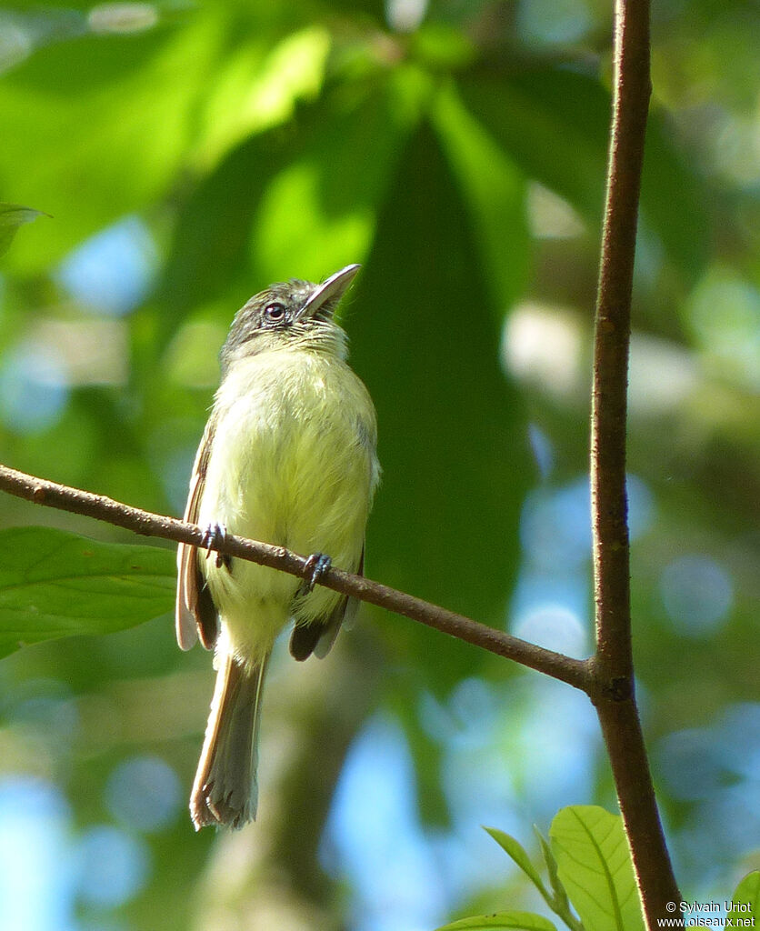 Platyrhynque jaune-olive