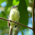 Platyrhynque jaune-olive