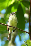 Yellow-olive Flatbill