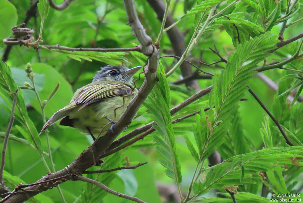 Platyrhynque jaune-olive