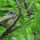 Platyrhynque jaune-olive