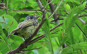 Platyrhynque jaune-olive